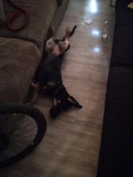 Lost Male Dog last seen 27th ave and glenrosa, Phoenix, AZ 85015