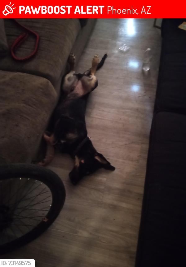 Lost Male Dog last seen 27th ave and glenrosa, Phoenix, AZ 85015
