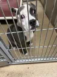 Shelter Stray Male Dog last seen MOORHAVEN WAY/AUSTELL WAY, 95828, 3839 Bradshaw Rd, Sacramento, CA 95827, USA