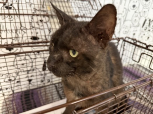 Shelter Stray Male Cat last seen , 957 N Gaffey St, San Pedro, CA 90731, USA