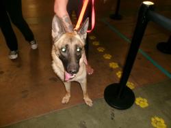 Shelter Stray Male Dog last seen , 14409 Vanowen St, Van Nuys, CA 91405, USA