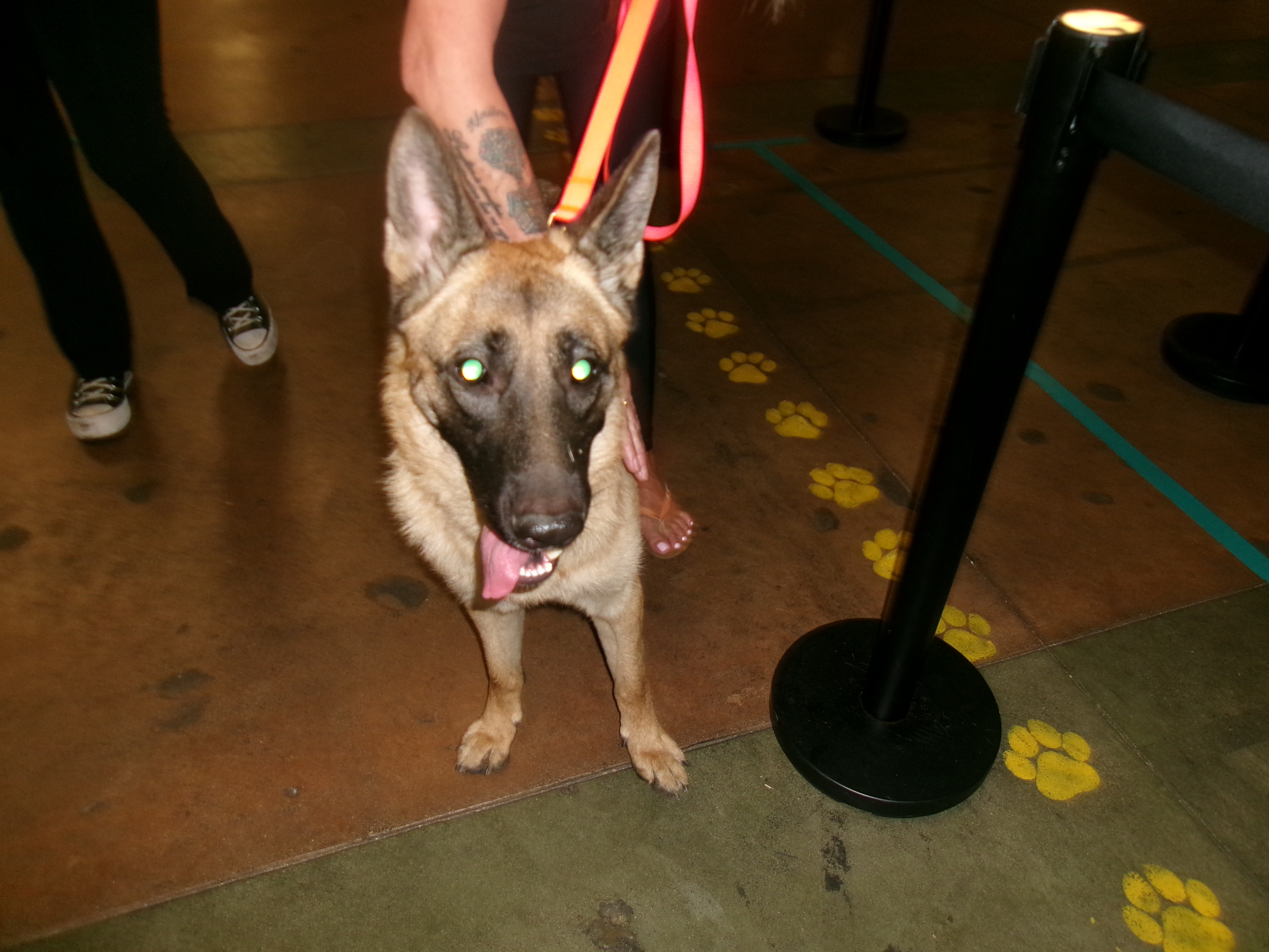 Shelter Stray Male Dog last seen , 14409 Vanowen St, Van Nuys, CA 91405, USA