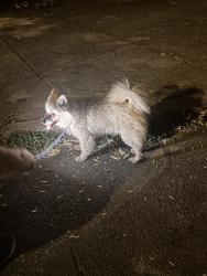 Found/Stray Male Dog last seen 50th and Kingsessing, Philadelphia, PA 19143