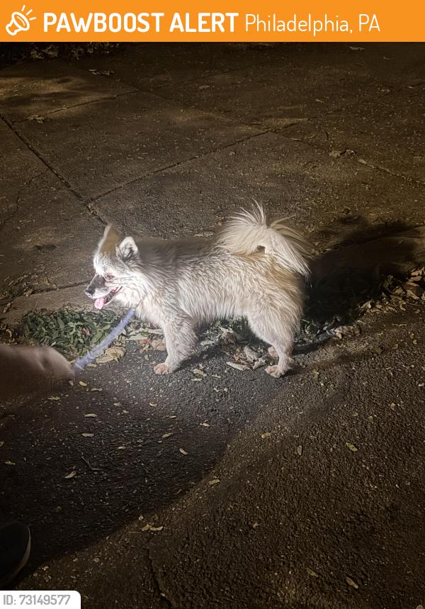 Found/Stray Male Dog last seen 50th and Kingsessing, Philadelphia, PA 19143