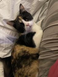 Reunited Female Cat last seen Old Missouri Road, Springdale, AR 72764