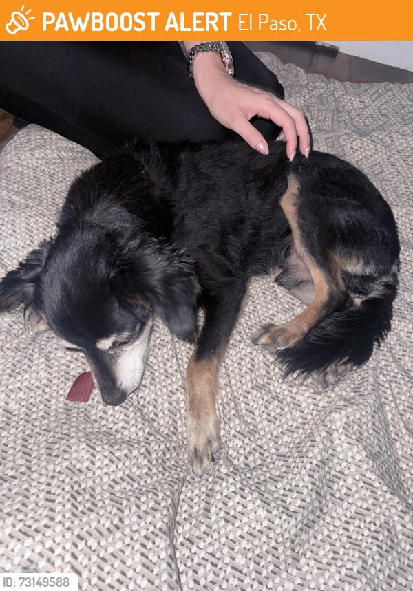 Found/Stray Male Dog last seen Joe battle blvd & edgemere, El Paso, TX 79936