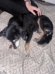 Found/Stray Male Dog last seen Joe battle blvd & edgemere, El Paso, TX 79936
