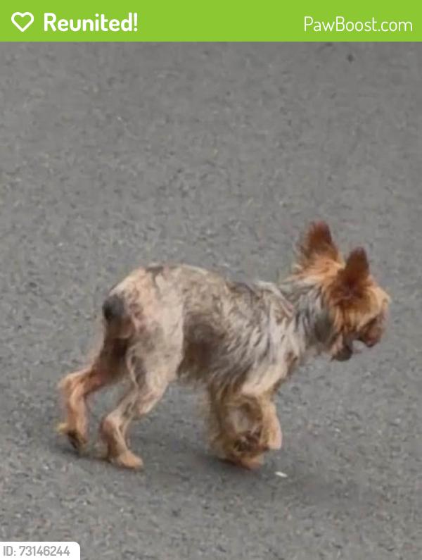 Reunited Male Dog last seen Hwy 190 E and Mathis Dairy Rd, Walker County, TX 77340