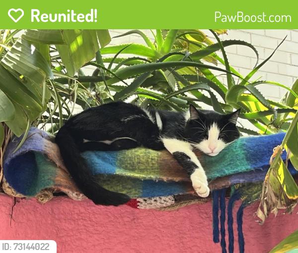 Reunited Male Cat last seen Ann st, Lygon st. Trafford St, Brunswick, VIC 3056