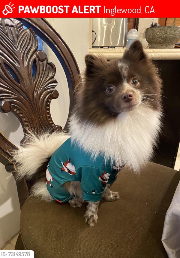 Lost Male Dog last seen Prairie and Doty, Inglewood, CA 90303