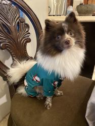 Lost Male Dog last seen Prairie and Doty, Inglewood, CA 90303