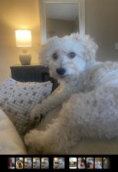 Reunited Male Dog last seen Town Center and Desert Inn, Las Vegas, NV 89135