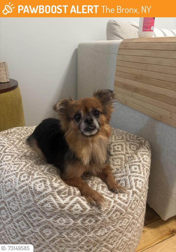 Found/Stray Female Dog last seen Colgate Close Park, The Bronx, NY 10472