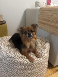 Found/Stray Female Dog last seen Colgate Close Park, The Bronx, NY 10472
