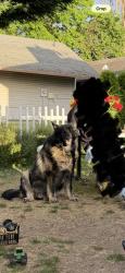 Reunited Male Dog last seen 4th st by Neil Armstrong Middle School, Cornelius, OR 97113