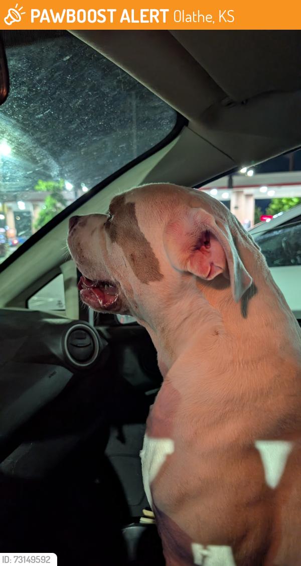 Found/Stray Male Dog last seen Running across Santa Fe Street between rawhide drive and ridgeview road, Olathe, KS 66061