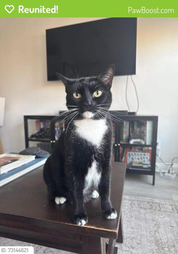 Reunited Female Cat last seen Claire Lilienthal Elementary School, San Francisco, CA 94123