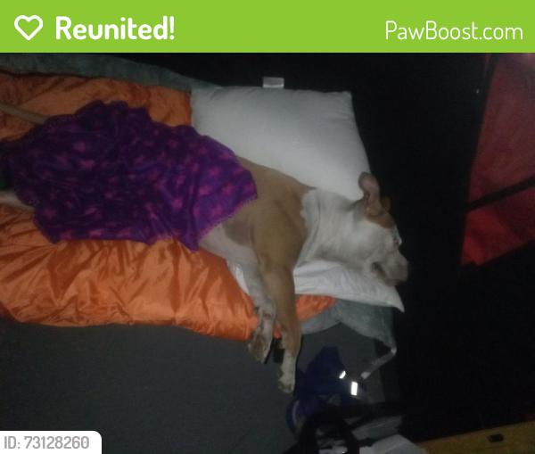 Reunited Female Dog last seen Lafayette by public storage, San Jose, CA 95122