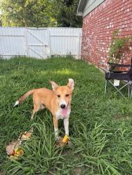Found/Stray Male Dog last seen Sw 74th street, Oklahoma City, OK 73159