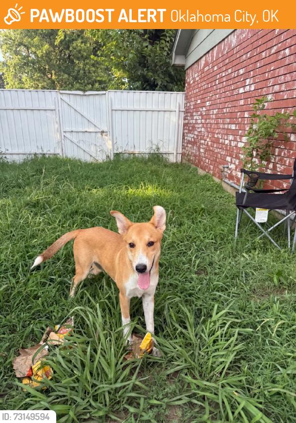 Found/Stray Male Dog last seen Sw 74th street, Oklahoma City, OK 73159