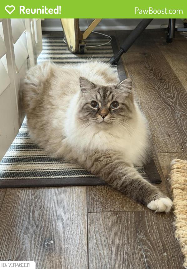 Reunited Male Cat last seen Near 3rd St. Manhattan Beach, CA, Manhattan Beach, CA 90266