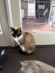 Reunited Female Cat last seen Near Californiia Ave, Santa Monica, CA 90403