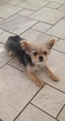 Lost Male Dog last seen Rocky Point dr, Antioch, CA 94531