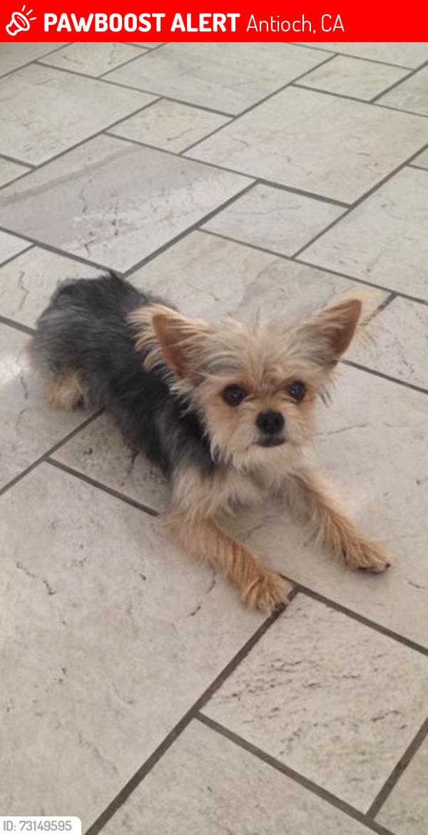 Lost Male Dog last seen Rocky Point dr, Antioch, CA 94531
