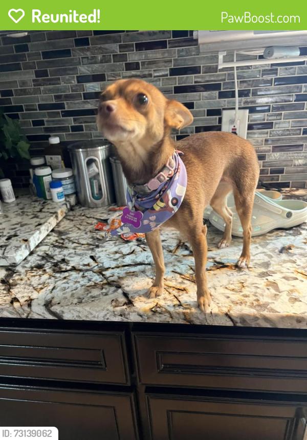 Reunited Female Dog last seen Sagewillow and Sagerock and surround area, Houston, TX 77089