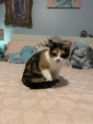 Lost Female Cat last seen Dutch bros on 187th, Gresham, OR 97233