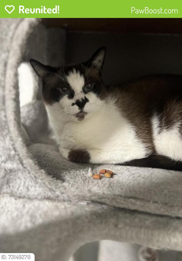 Reunited Male Cat last seen Toronto and Copenhagen, Riverside, CA 92504