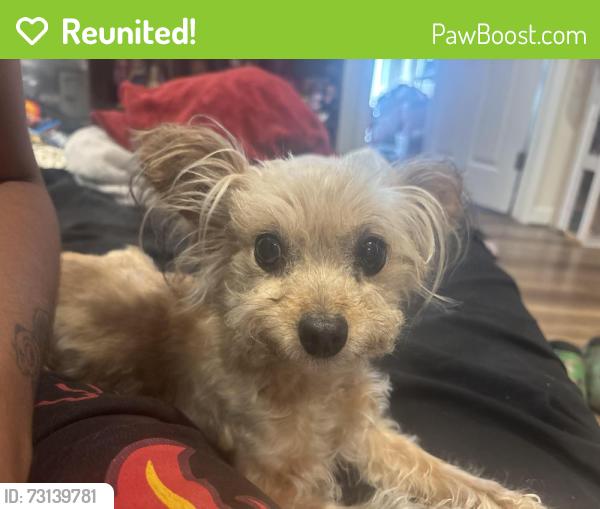 Reunited Female Dog last seen bellevue st, Tucson, AZ 85716