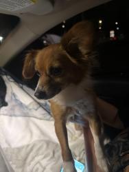 Reunited Male Dog last seen Rio Grande River, Los Lunas, NM 87031