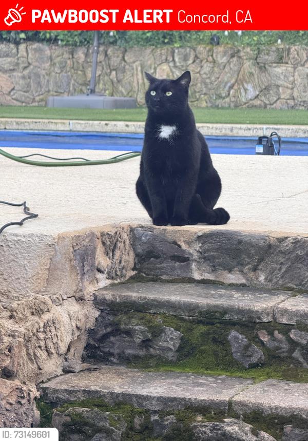 Lost Male Cat last seen Pine Hollow, Concord, CA 94521