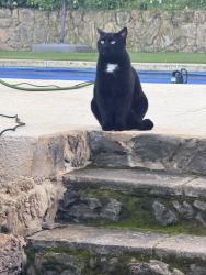 Lost Male Cat last seen Pine Hollow, Concord, CA 94521