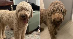 Reunited Male Dog last seen Greenway St and 46th, Mesa, AZ 85205