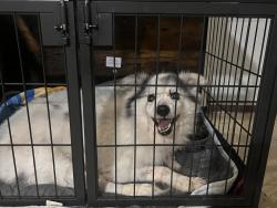 Found/Stray Male Dog last seen Us 17, Chesapeake, VA 23323
