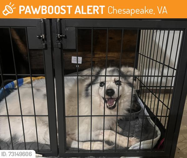 Found/Stray Male Dog last seen Us 17, Chesapeake, VA 23323