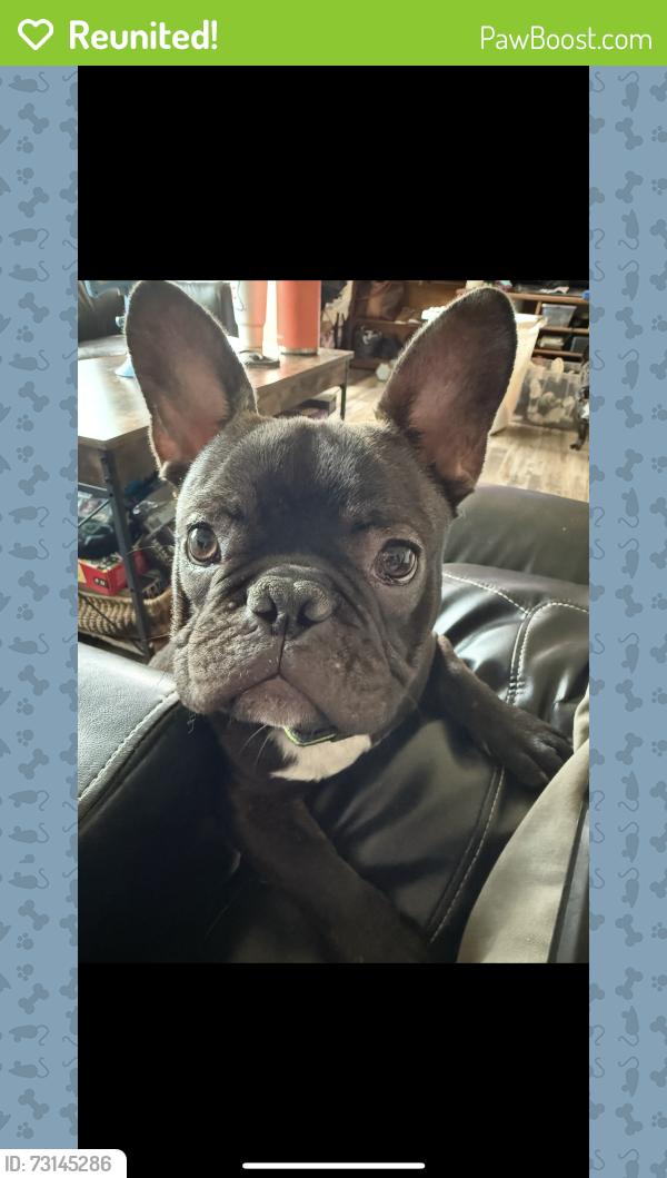 Reunited Male Dog last seen Merchants Dr knoxville TN 37912, Knoxville, TN 37912