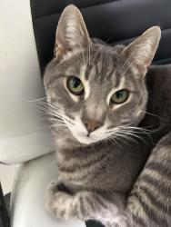 Lost Male Cat last seen Knott and cerritos, Anaheim, CA 92804