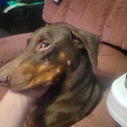 Reunited Female Dog last seen Rymal Road, Organe street, fire station, Alvin, TX 77511