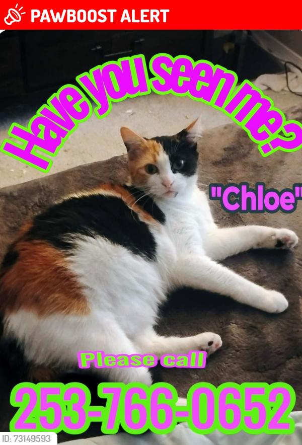 Lost Female Cat last seen Hey 9, bc the Safeway & starbucks, Snohomish County, WA 98012