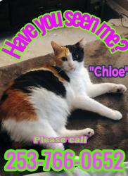 Lost Female Cat last seen Hey 9, bc the Safeway & starbucks, Snohomish County, WA 98012