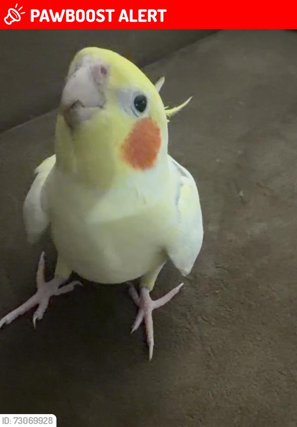 Lost Male Bird last seen Redondo Beach Blvd and 110 freeway, Los Angeles County, CA 90247