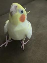 Lost Male Bird last seen Redondo Beach Blvd and 110 freeway, Los Angeles County, CA 90247