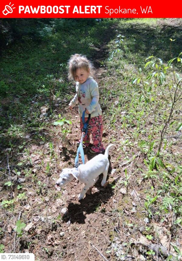 Lost Unknown Dog last seen Lacrosse and argonne rd, Spokane, WA 99212