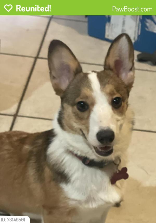 Reunited Female Dog last seen Mount avenue and golden street, San Bernardino, CA 92404
