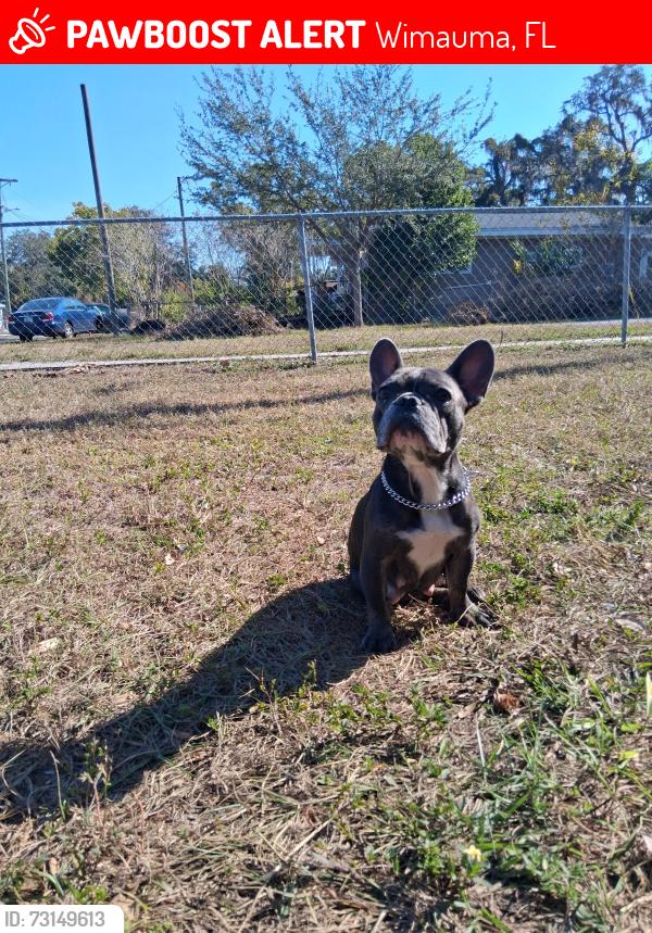 Lost Female Dog last seen Scottburgh Glen dr, Wimauma, FL 33598