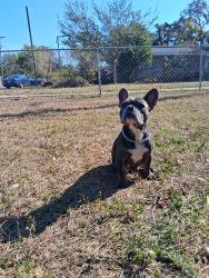 Lost Female Dog last seen Scottburgh Glen dr, Wimauma, FL 33598
