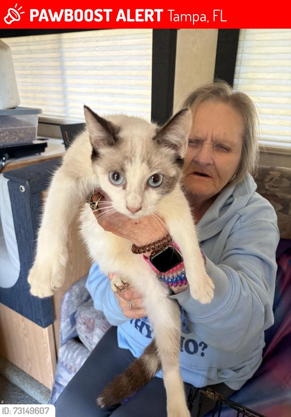 Lost Female Cat last seen E Lake Ave & N 18th St, Tampa, FL 33610